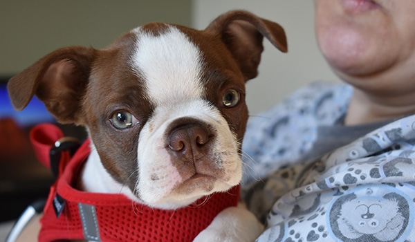 Dog's owner requested an appointment online